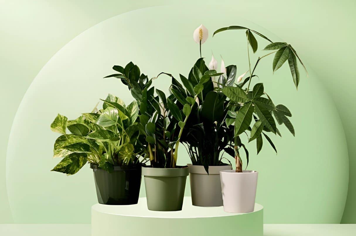 Must have u svakom domu: 6 sobnih biljaka s pozitivnom energijom